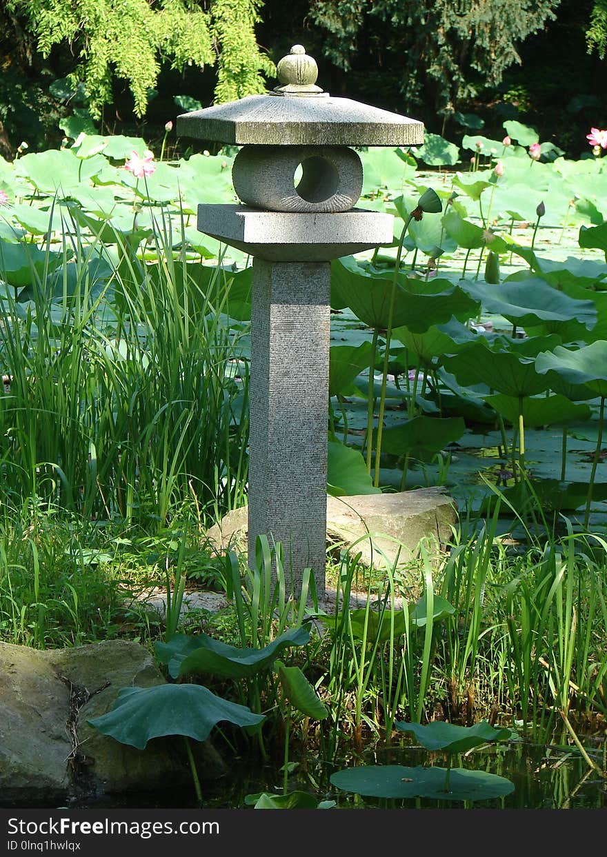 Garden, Flora, Leaf, Bird Bath