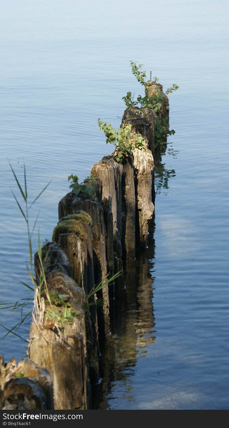 Water, Reflection, Tree, Sea