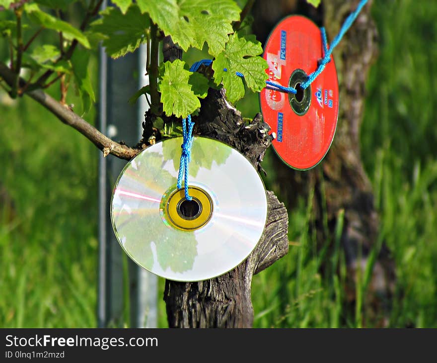 Tree, Leaf, Grass, Plant