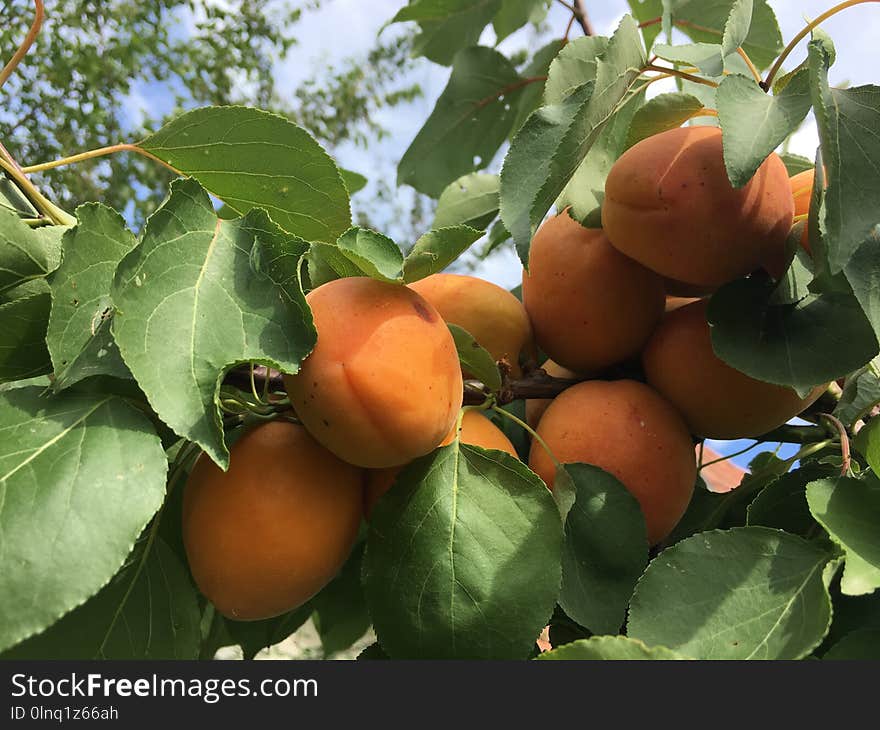 Fruit Tree, Fruit, Diospyros, Produce