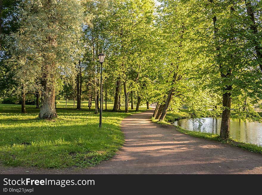 Nature, Path, Tree, Grove