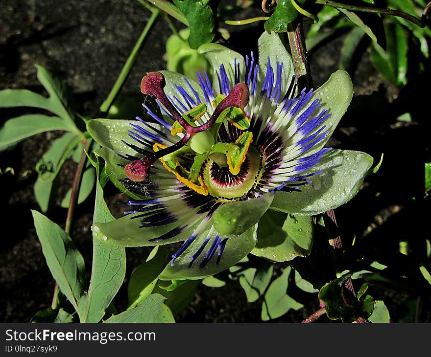 Flower, Plant, Passion Flower, Flora