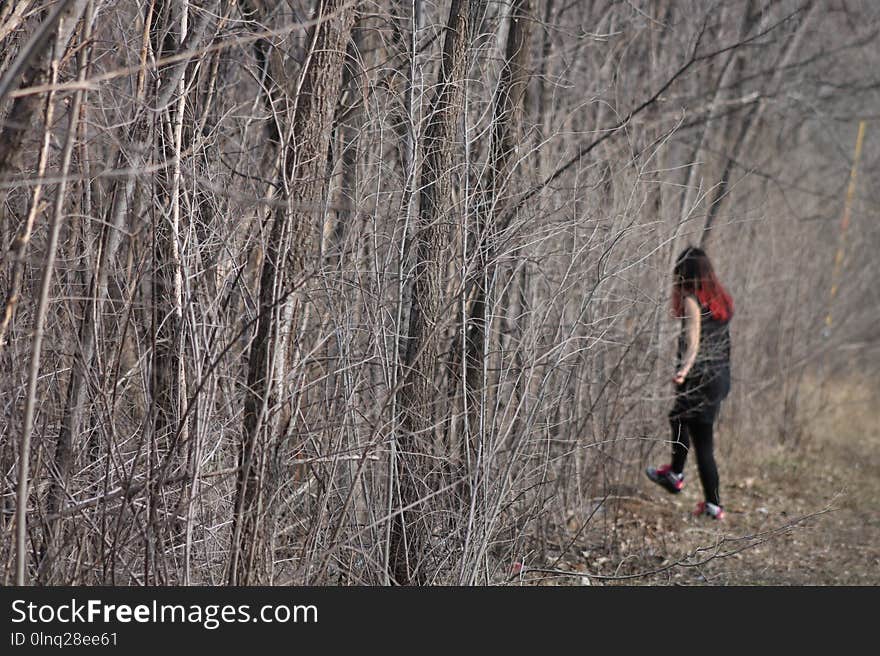 Tree, Path, Plant, Trail