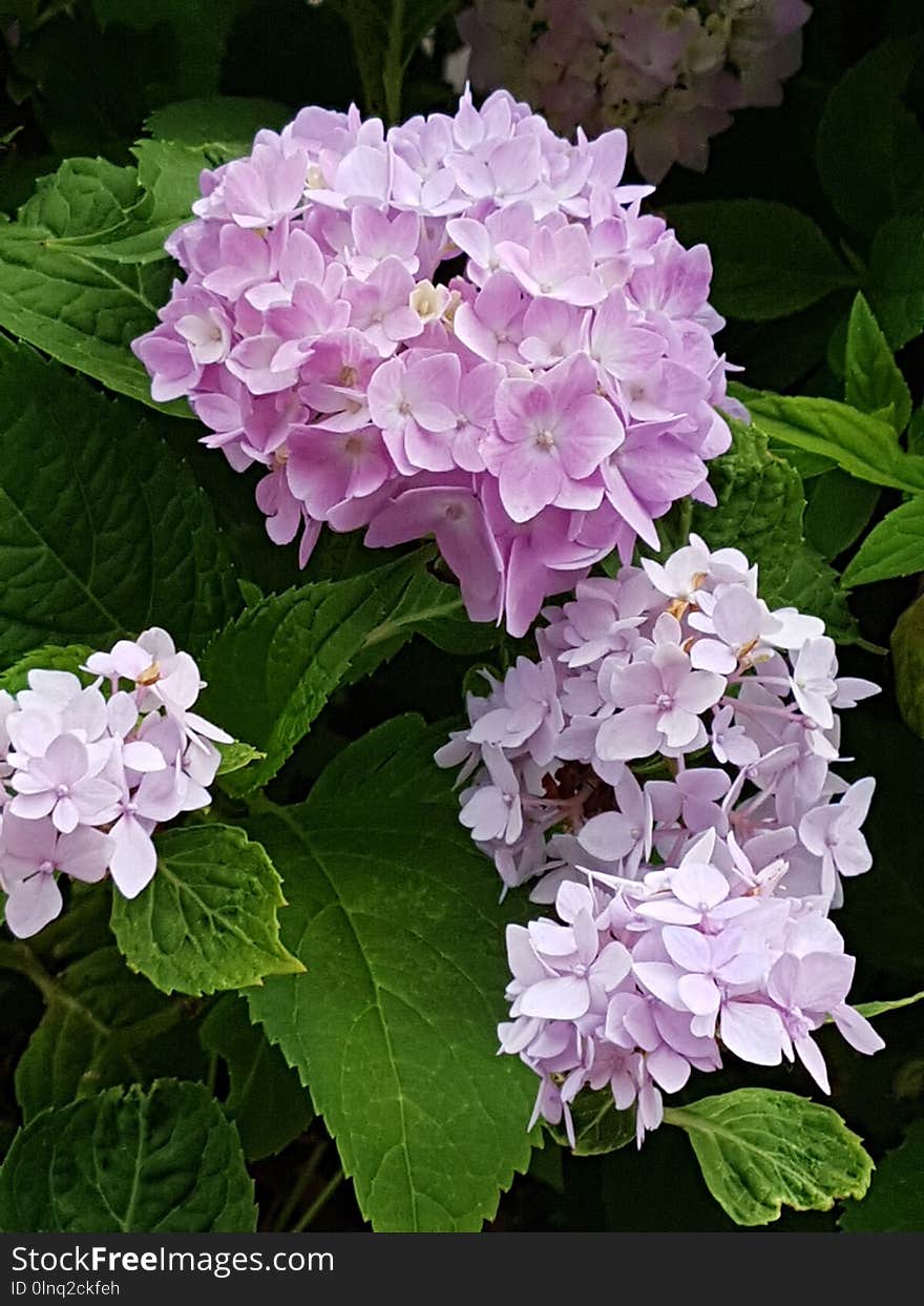 Flower, Plant, Flowering Plant, Hydrangea