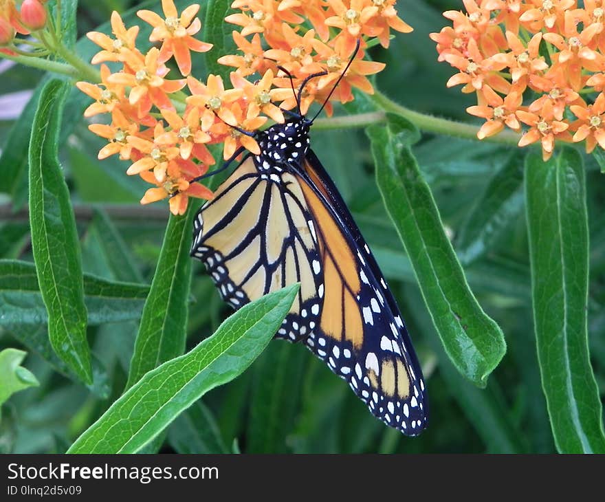 Butterfly, Moths And Butterflies, Monarch Butterfly, Insect