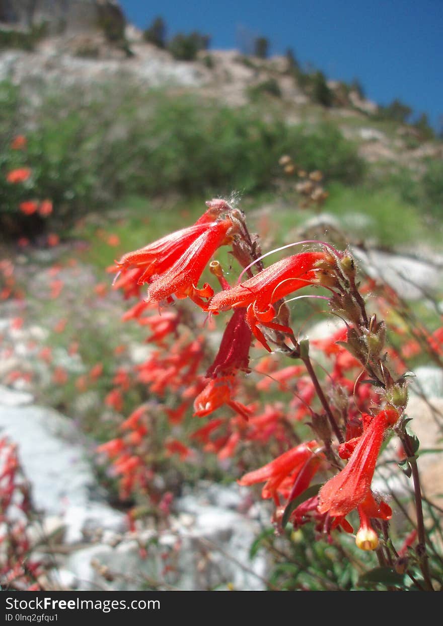 Plant, Flower, Flora, Vegetation