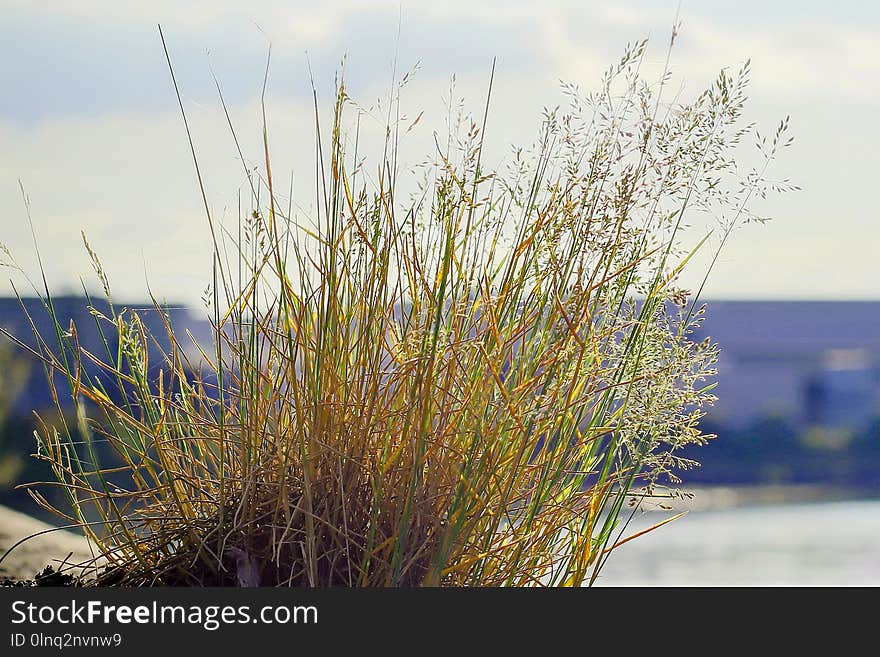 Plant, Grass, Grass Family, Sky