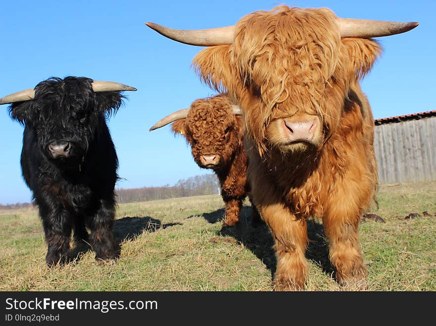 Cattle Like Mammal, Horn, Cow Goat Family, Pasture