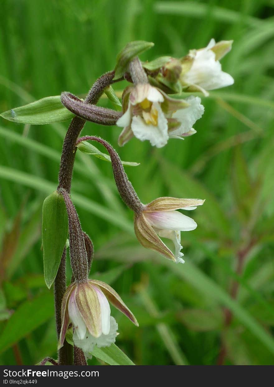 Plant, Flora, Flower, Flowering Plant