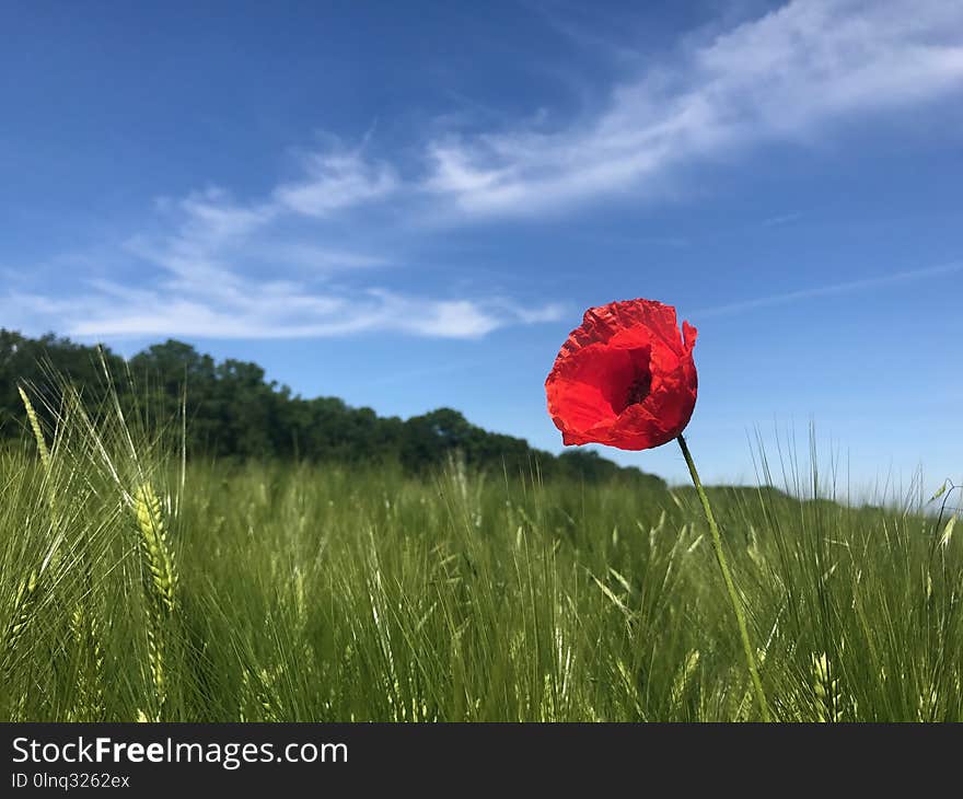 Sky, Ecosystem, Grassland, Field