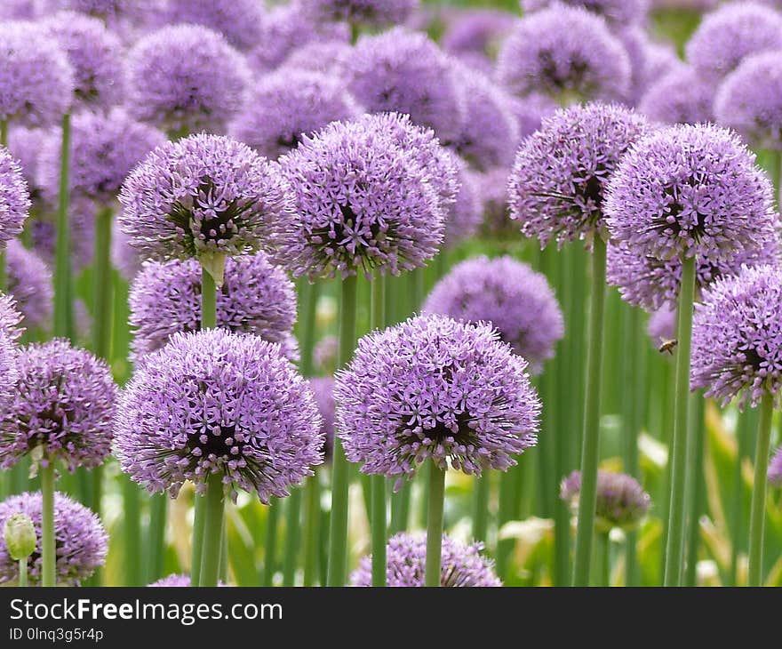 Plant, Purple, Chives, Onion Genus