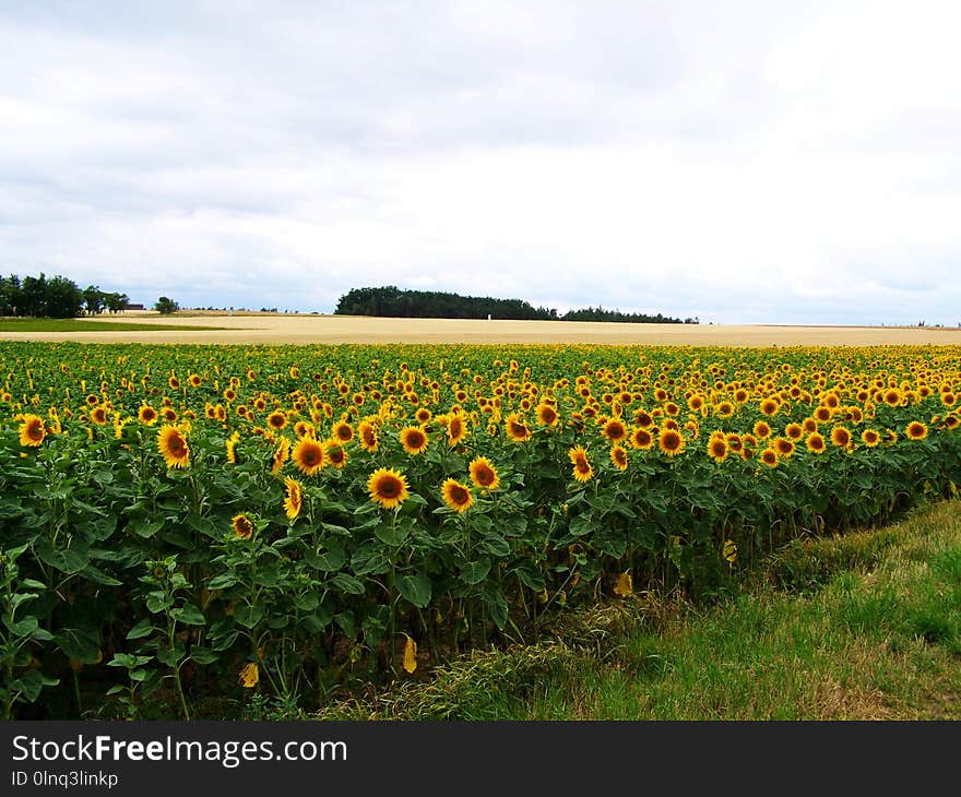 Flower, Field, Flowering Plant, Sunflower