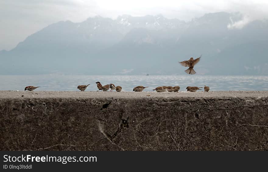 Shore, Sky, Coast, Ecoregion