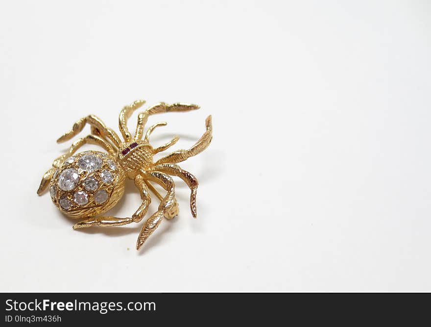 Arachnid, Spider, Invertebrate, Arthropod