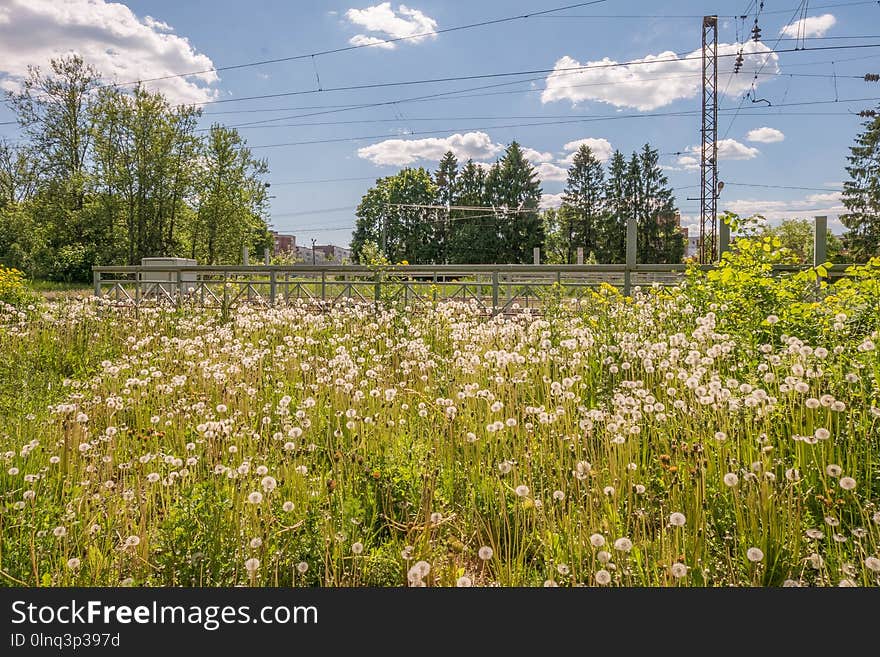 Ecosystem, Field, Meadow, Wildflower