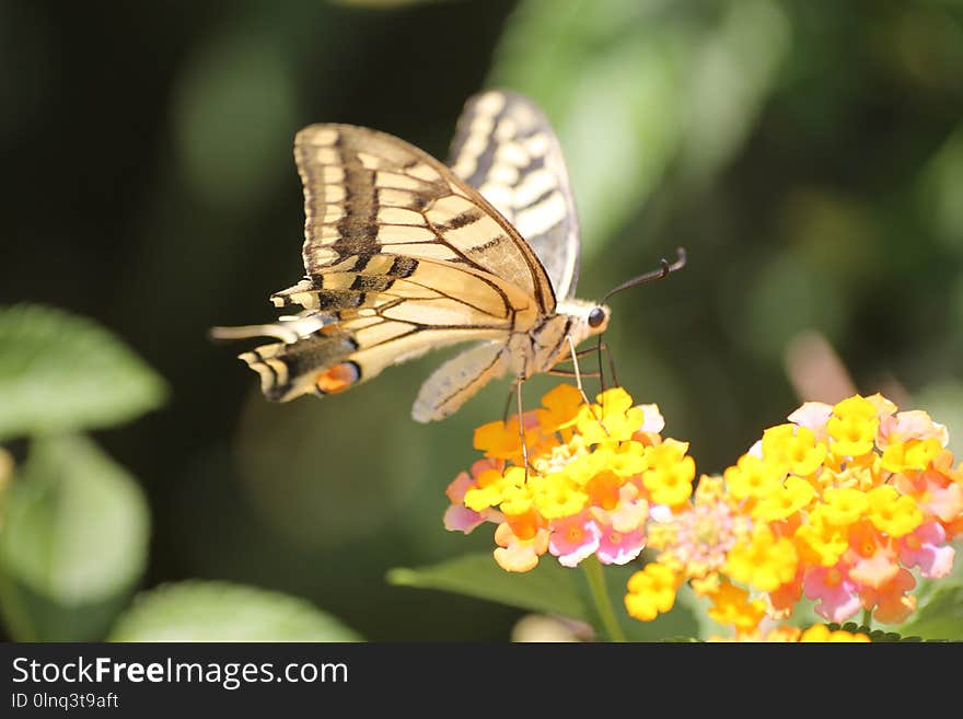 Butterfly, Insect, Moths And Butterflies, Nectar