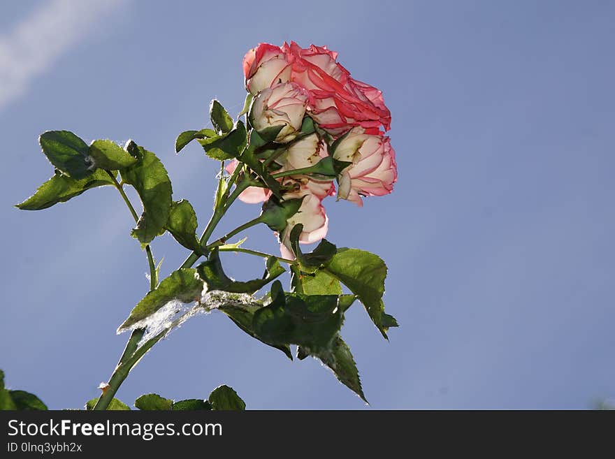 Flower, Plant, Rose Family, Flowering Plant