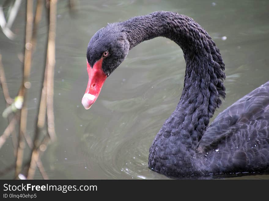 Black Swan, Beak, Water Bird, Bird