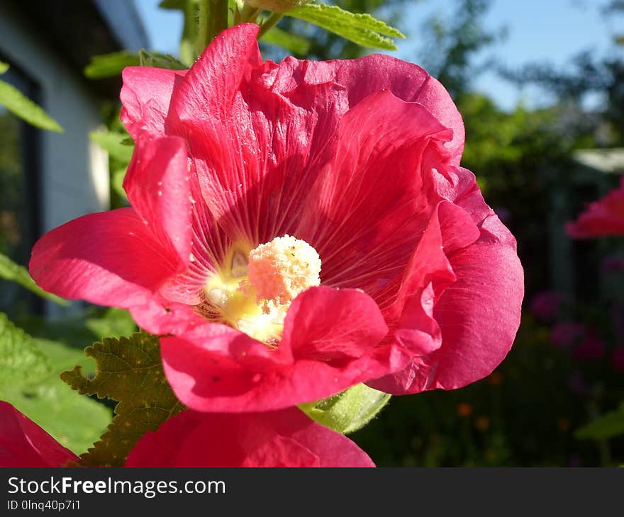 Flower, Pink, Plant, Flowering Plant