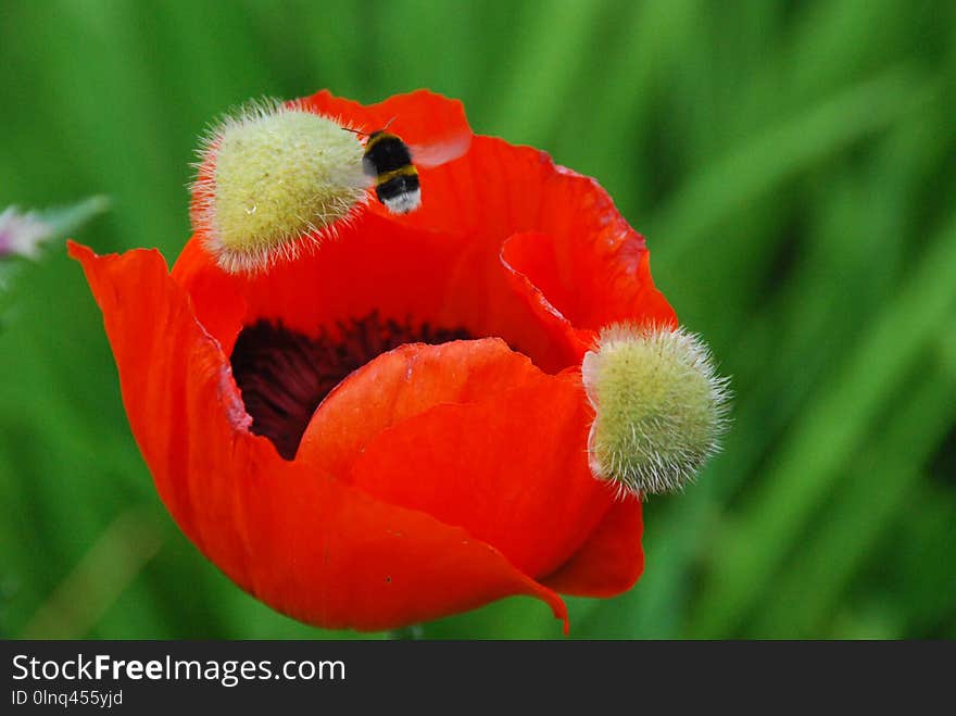 Flower, Wildflower, Coquelicot, Poppy