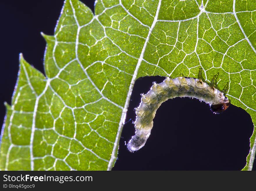 Leaf, Larva, Invertebrate, Caterpillar