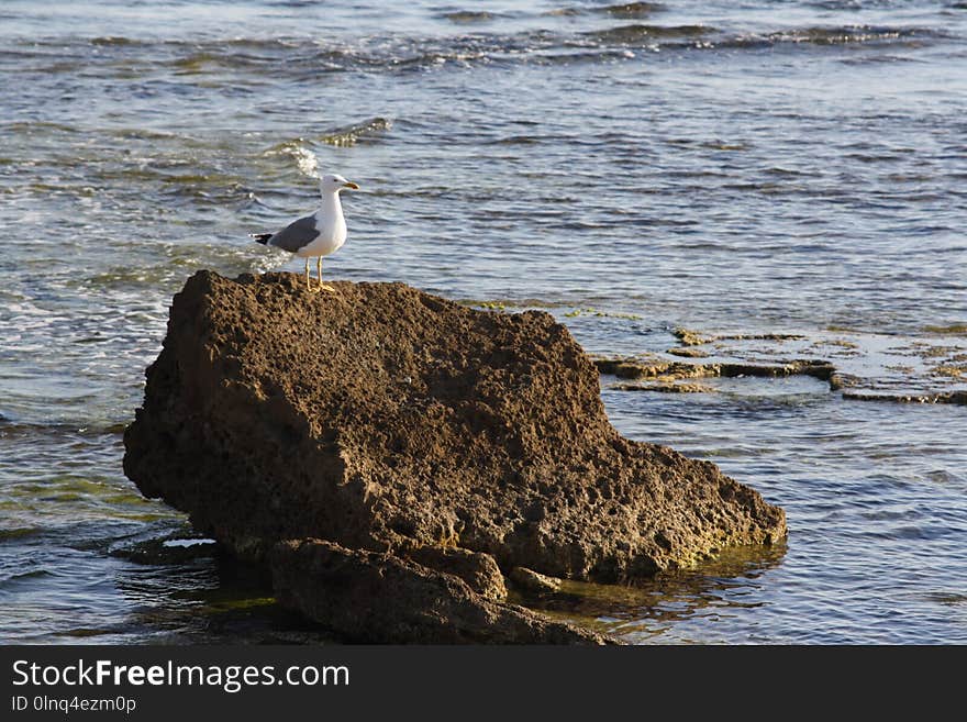 Bird, Fauna, Seabird, Sea