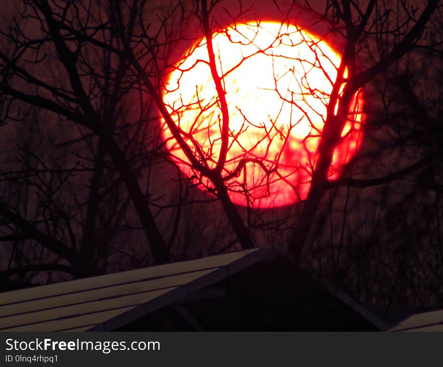 Branch, Sky, Light, Lighting