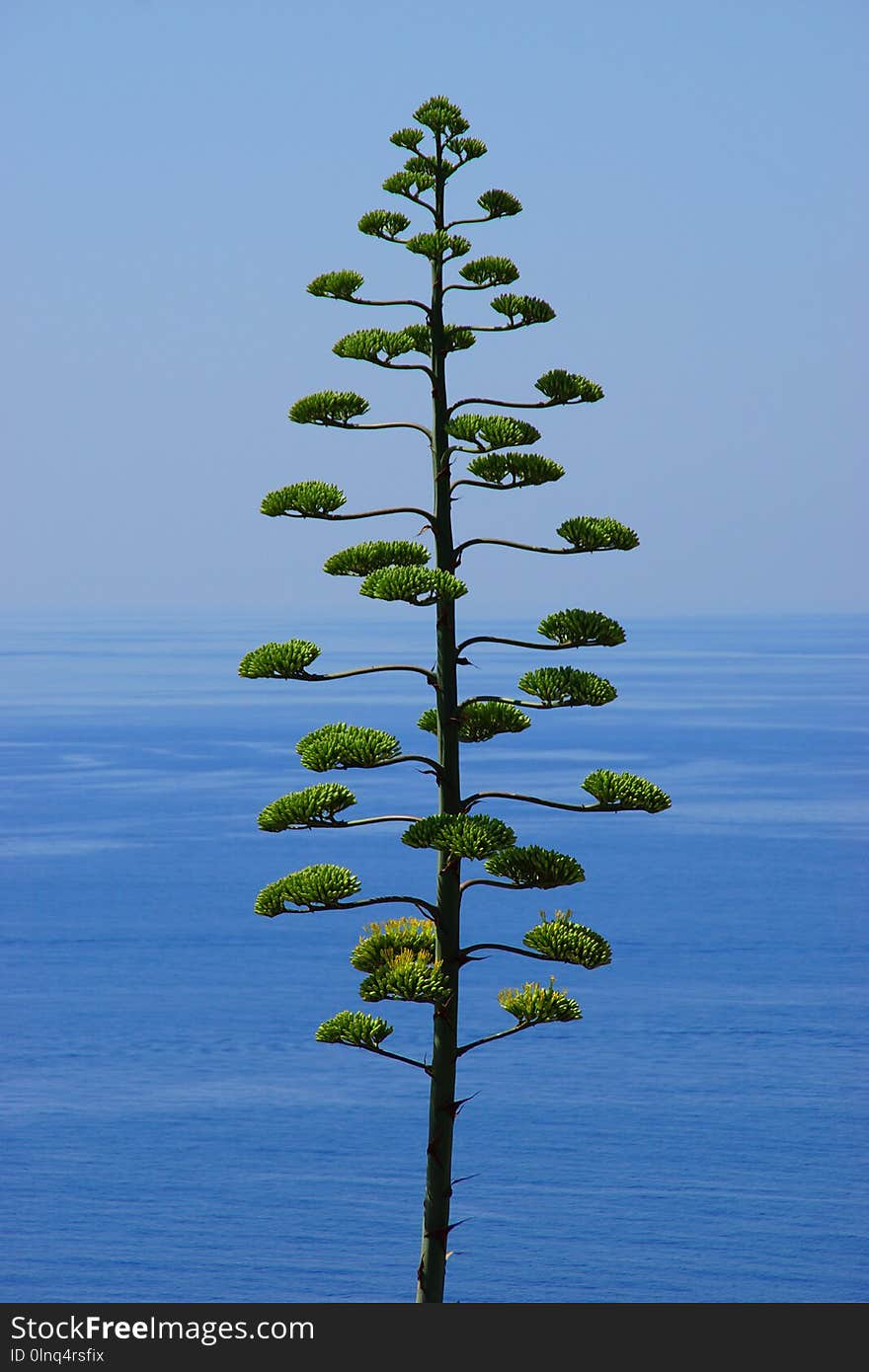 Tree, Sky, Woody Plant, Vegetation