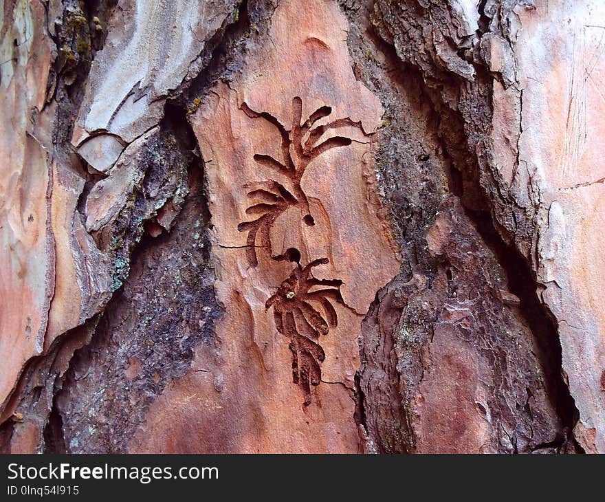 Tree, Wood, Trunk, Rock