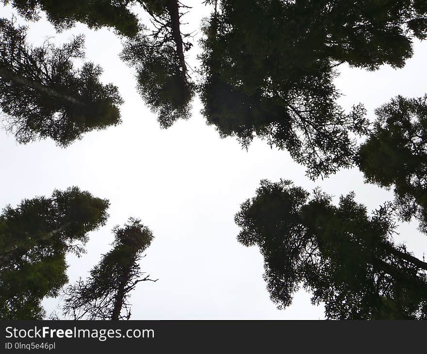 Sky, Tree, Woody Plant, Leaf