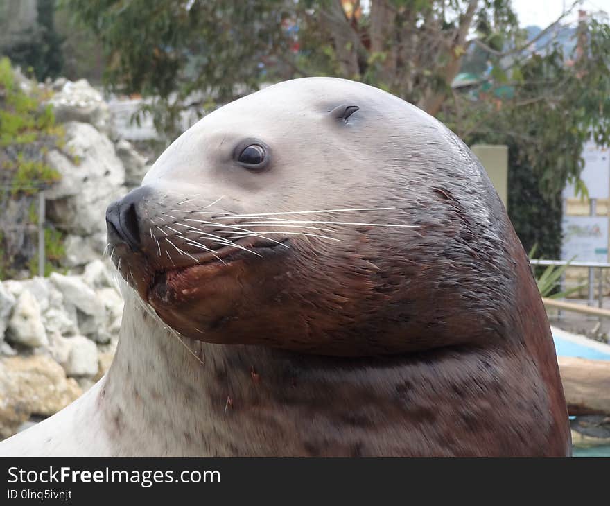 Seals, Fauna, Mammal, Harbor Seal