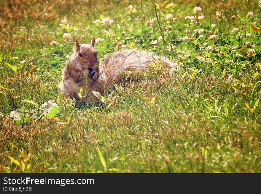 Wildlife, Fauna, Mammal, Ecosystem