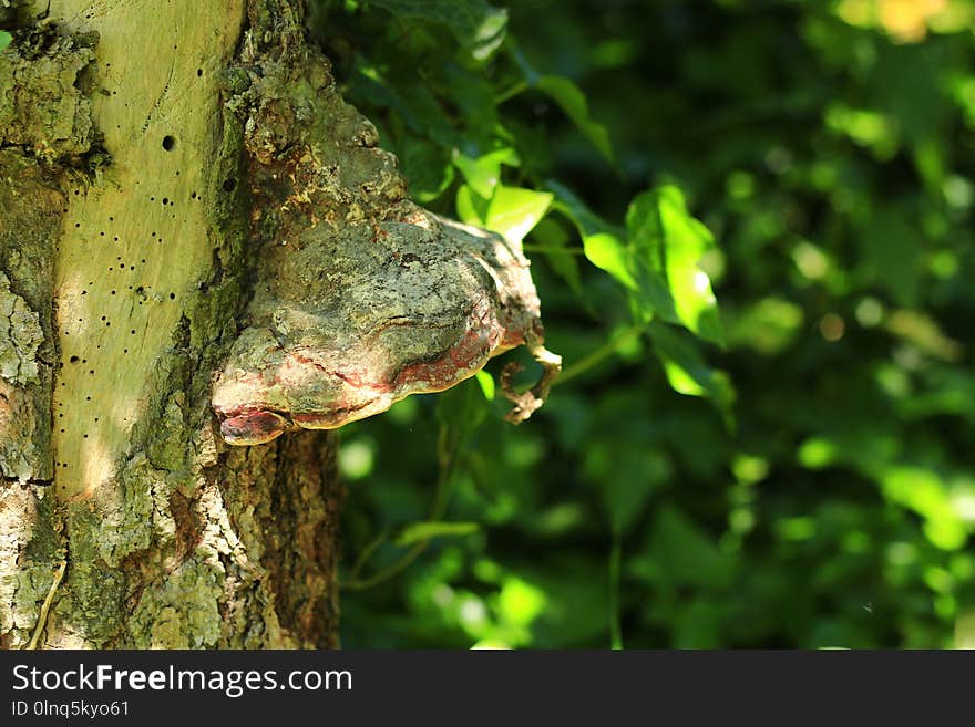 Tree, Leaf, Vegetation, Branch