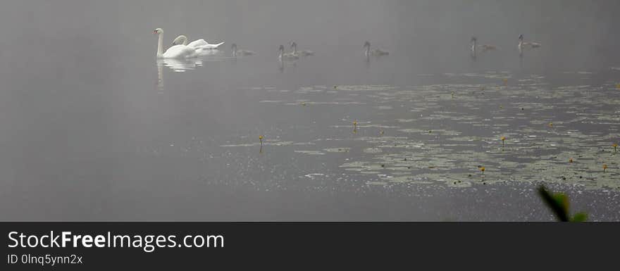 Water, Flock, Atmosphere, Bird