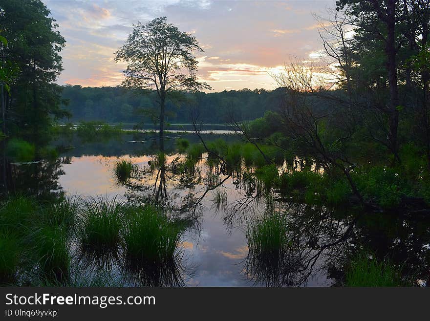 Reflection, Water, Nature, Wetland