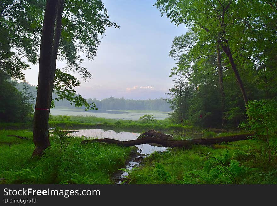 Nature, Nature Reserve, Vegetation, Water