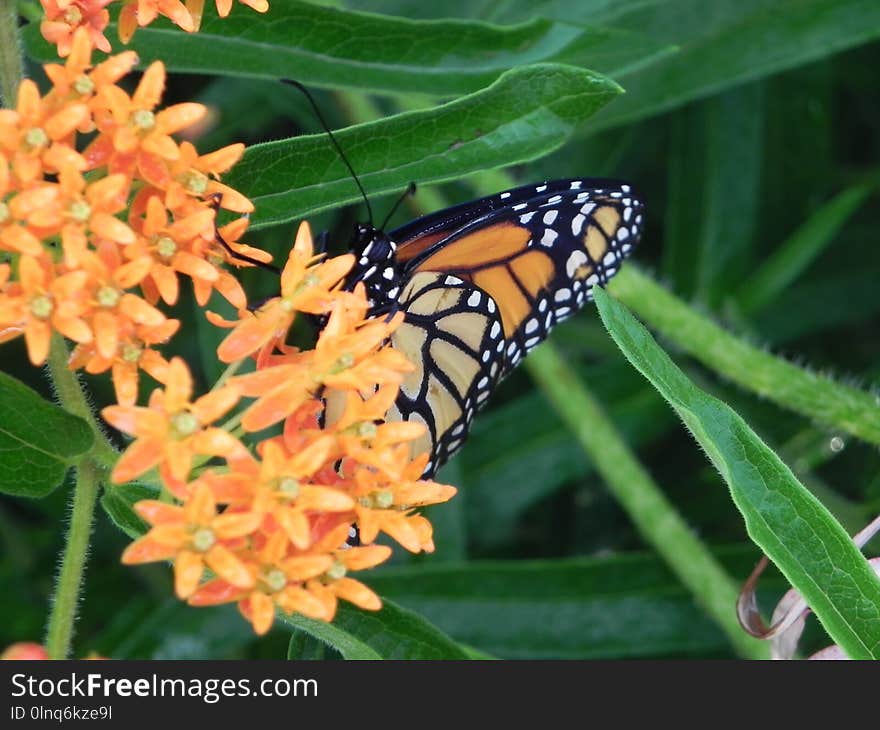 Butterfly, Insect, Moths And Butterflies, Brush Footed Butterfly