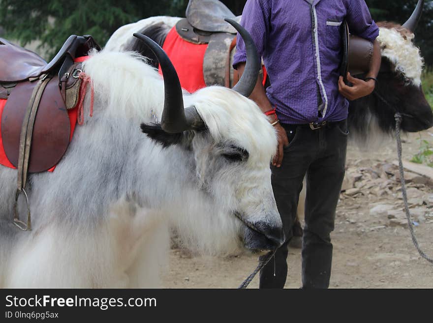 Cattle Like Mammal, Yak, Horse Like Mammal, Livestock