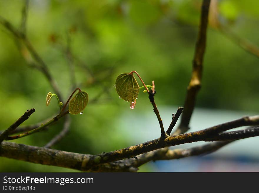 Branch, Leaf, Vegetation, Flora