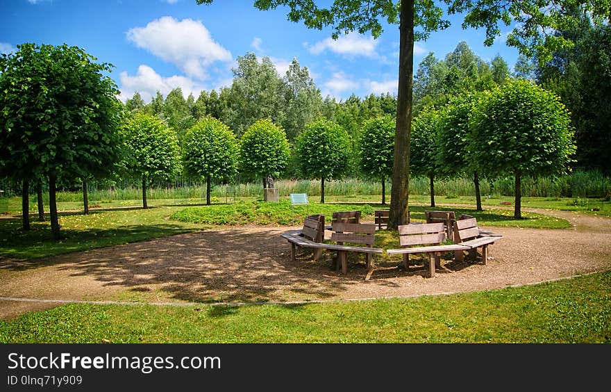 Tree, Nature Reserve, Estate, Park