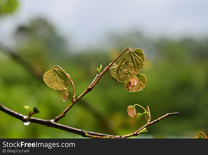 Leaf, Insect, Water, Macro Photography