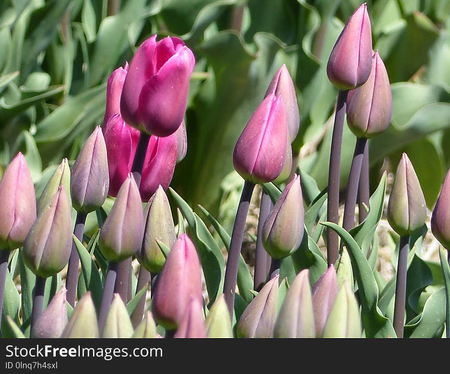 Flower, Plant, Flowering Plant, Tulip