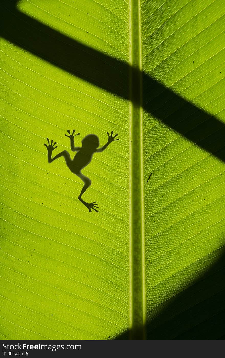 Silhouette of frog on banana leaf