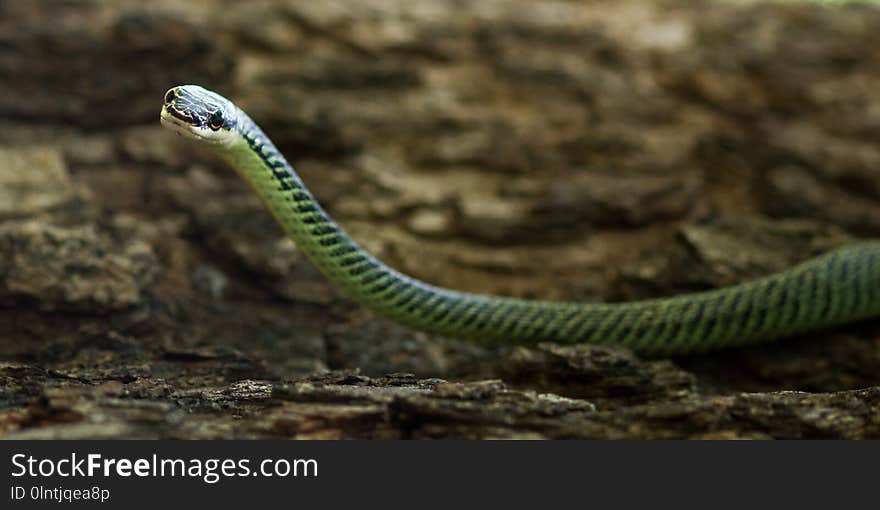 Close up Golden tree snake crawling on a tree. Close up Golden tree snake crawling on a tree