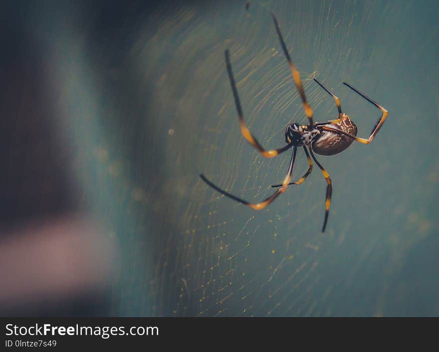 Creepy Spider Searching Web For Food