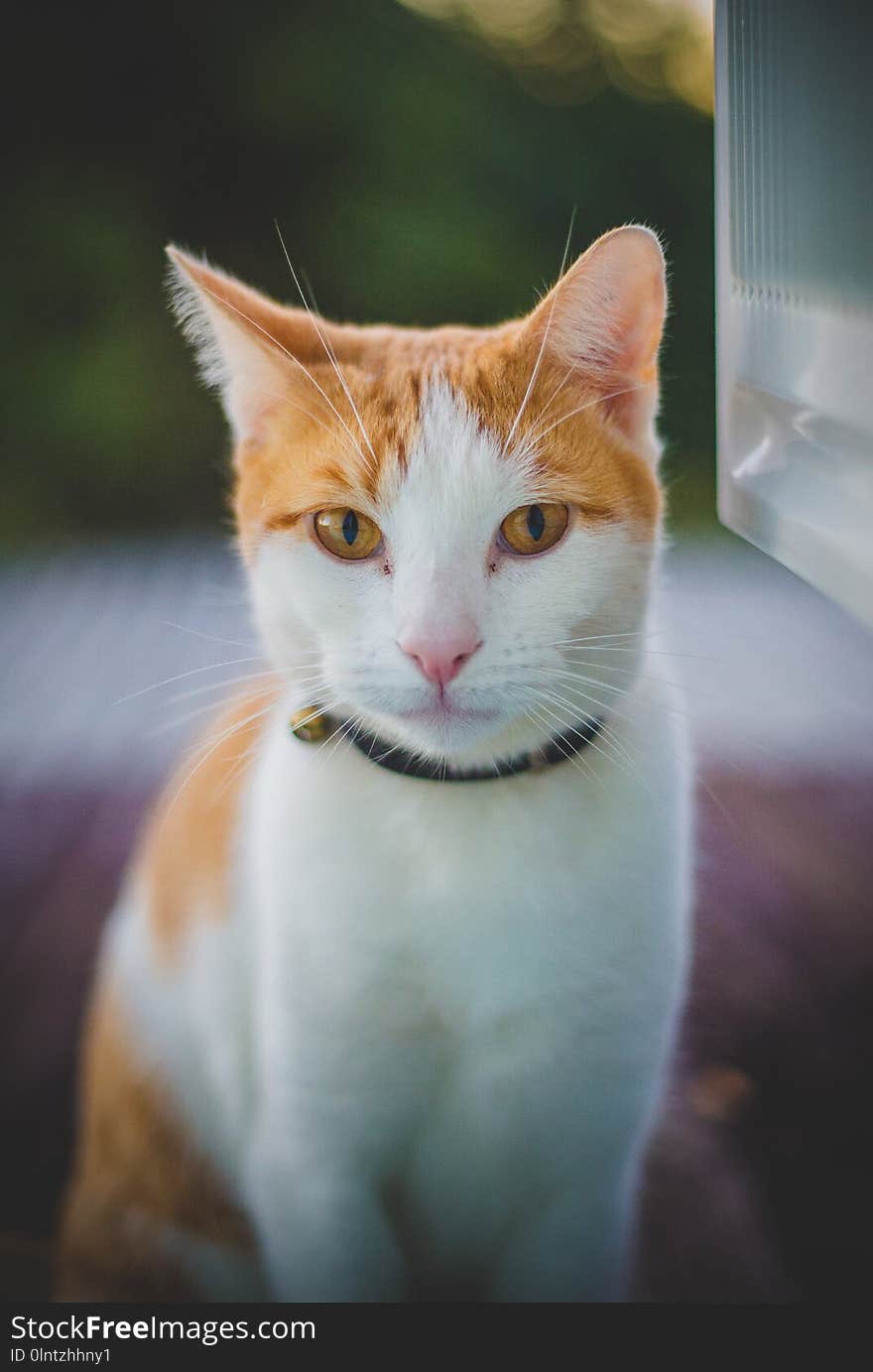 white ginger kitten, siting on the roof looking inside. white ginger kitten, siting on the roof looking inside