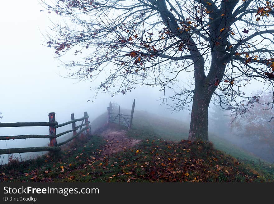 Amazing scene on autumn mountains. Alone naked tree in fantastic morning mist. Carpathians, Europe. Landscape photography