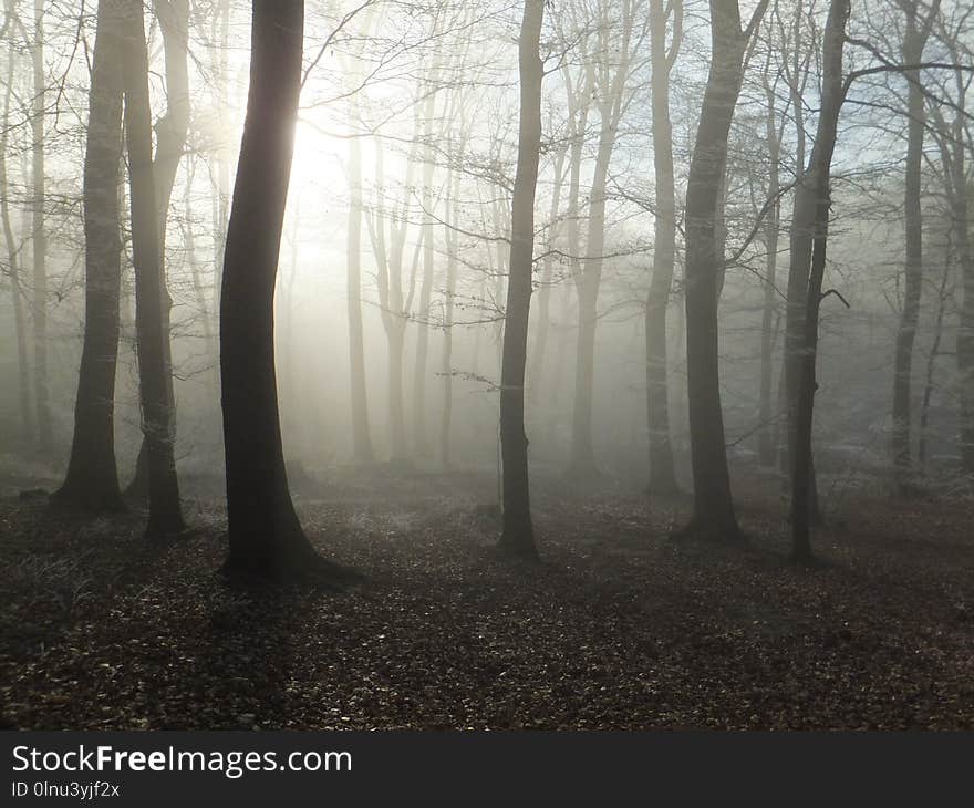 Dark trees casting undefined shadows through mist. Pale sun shining from behind a tree. Dark trees casting undefined shadows through mist. Pale sun shining from behind a tree.