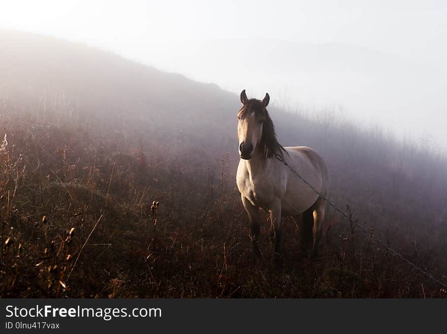 Horse in foggy meadow in mountains valley. Landscape photography