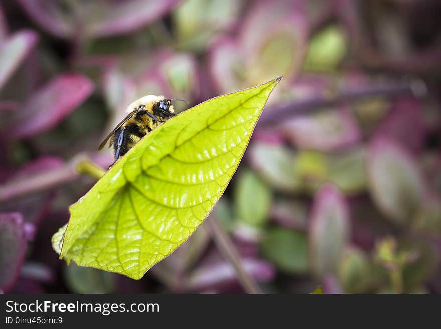 Insect on leaf in garden.